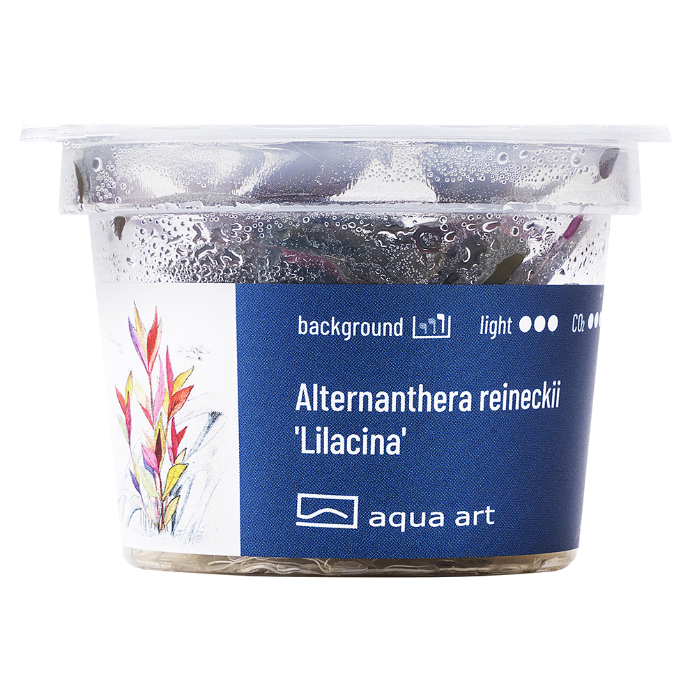 Biljka Alternanthera reineckii 'Lilacina' in vitro